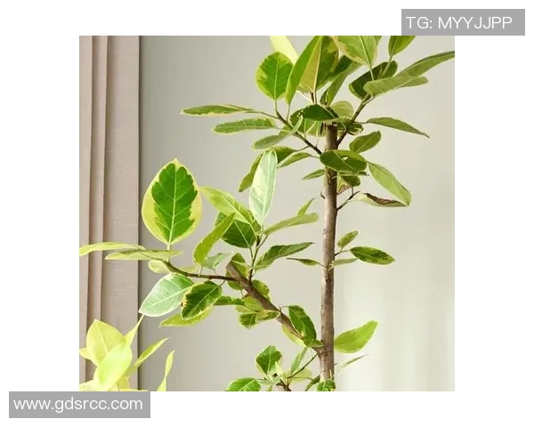 从零起步掌握网球技巧与策略全方位指南